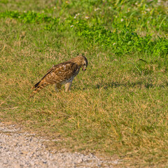 Red Tailed Hawk Looking Down in the Grass with Mouth Open