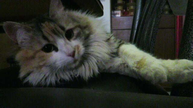 Gatita Adorable 