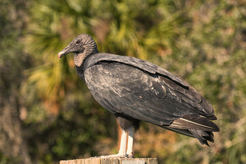 Side Profile of a Black Vulture Sitting on a Post 