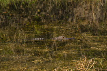 American Crocodile Submerged in the Water