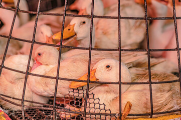 Ducks are put together in cages for sale in Klong Toey Market, Bangkok, Thailand.