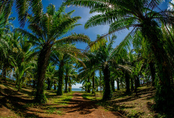 Fototapeta premium Thailand beach Chumphon zone