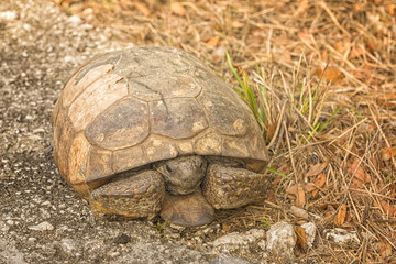 Close-up of a Gopher Tortoise Sitting on the side of Road