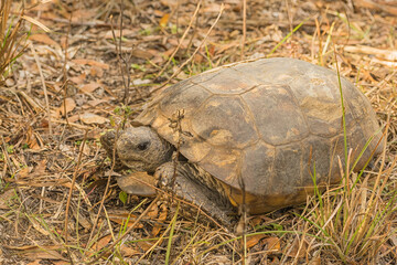 Wild Gopher Tortoise Sitting in the Grass