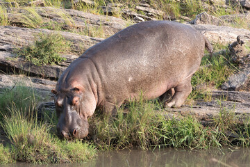 Hippopotamus (Hippopotamus amphibius)  in a waterhole - Kenya.	