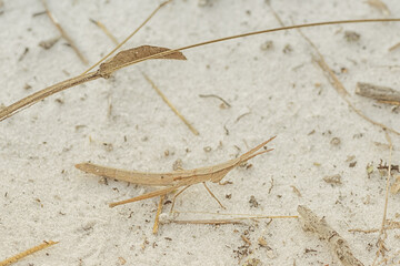 A toothpick Grasshopper Siting in White Sand