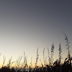 Sky and Flax, Harakeke