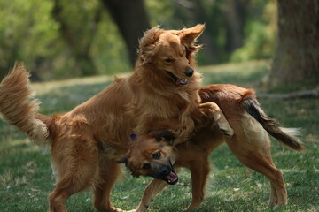 two dogs playing
