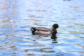 ducks in the park