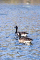 ducks in the park