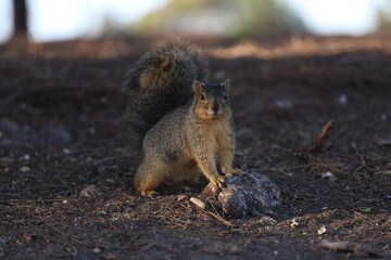 squirrel in the park
