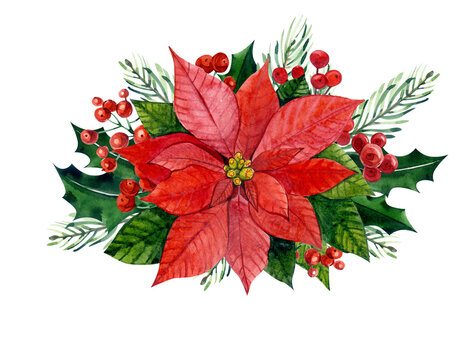 Watercolor illustration. Red poinsettia. Christmas composition of poinsettia, Holly and pine branches. For packaging design, postcards, stickers, fabric, etc.