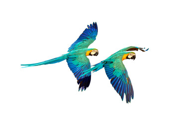 Colorful flying parrot isolated on transparent background png file