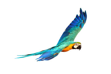Colorful flying parrot isolated on transparent background png file