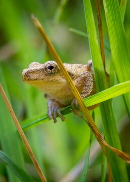 A small spring peeper perches on a blade of grass.