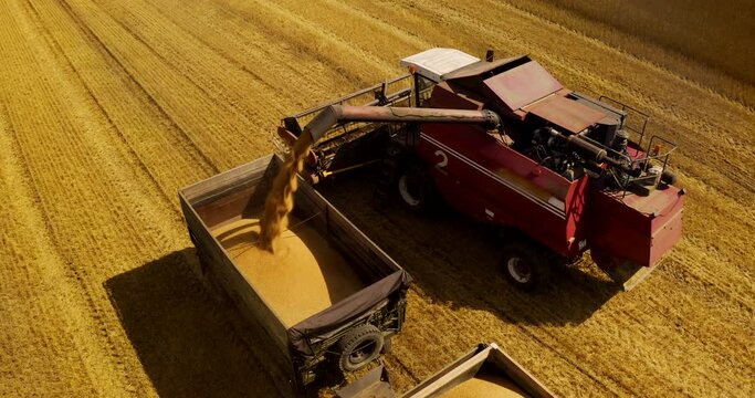 Combine harvester on autumn wheat harvesting. Wheat and winter barley yield. Wheat, maize, soybeans and corn. Harvester loads grain in dump truck. Corn grain markets in crisis world&rsquo;s breadbasket.