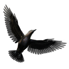 Iridescent black crow isolated on a white background, 3D Illustration, 3D Rendering