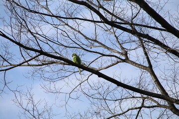 東京の野鳥、外来種ワカケホンセイインコ。