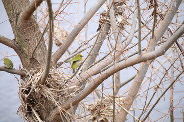 東京の野鳥、ミジロ