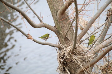 東京の野鳥、ミジロ