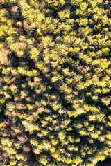 Aerial photographic shot of a poplar forest in autumn