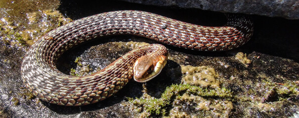 Snake closeup