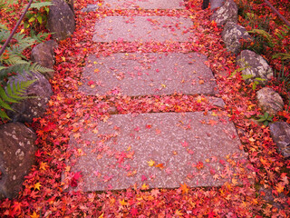 秋の京都　嵐山　宝筐院（ほうきょういん）のちり紅葉