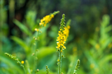 Obraz premium yellow flowers in the garden
