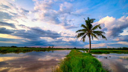 A coconut tree was born on a dike with flood waters on either side and a beautiful sky.