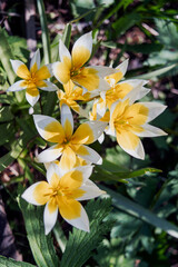 Fototapeta na wymiar Wild Botanical Tulip Tarda Dasistemon. Beautiful blooming yellow tulips in the garden; botanical tulip Tarda dasystemon.