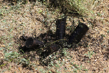 Stumps of invasive noxious tree after beiung cut down and treated with herbicice, South Africa