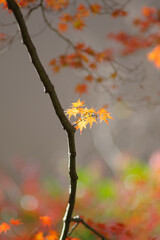 晩秋の里山。まだ色づく紅葉が残り冬の訪れを待つ。背景をぼかして葉を浮き上がらせて撮影