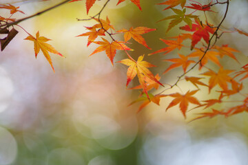晩秋の里山。まだ色づく紅葉が残り冬の訪れを待つ。背景をぼかして葉を浮き上がらせて撮影