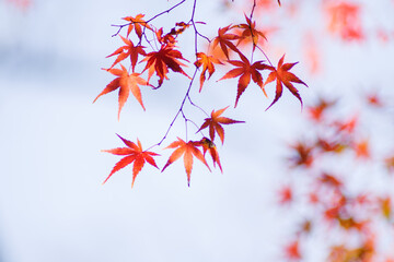 晩秋の里山。まだ色づく紅葉が残り冬の訪れを待つ。背景をぼかして葉を浮き上がらせて撮影