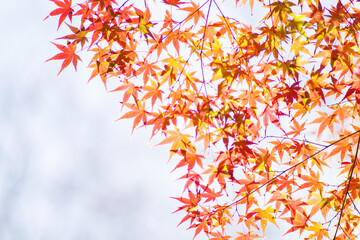 晩秋の里山。まだ色づく紅葉が残り冬の訪れを待つ。背景をぼかして葉を浮き上がらせて撮影