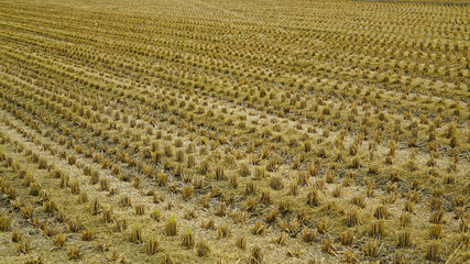 Rice fields empty after harvest