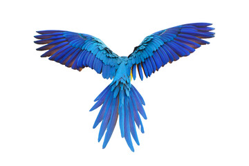 Colorful feathers on the back of macaw parrot isolated on transparent background png file