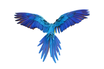 Foto auf Glas Colorful feathers on the back of macaw parrot isolated on transparent background png file © Passakorn