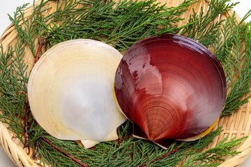 ツキヒガイ の表と裏 © Tsuboya