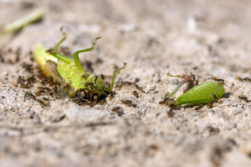 A tropical ants crawl on the body of a green grasshopper, Thailand