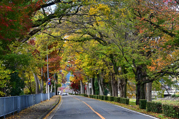Naklejka premium 錦秋の朝の京都市北区の加茂街道 街路樹