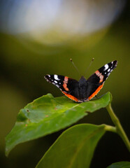 butterfly on a flower