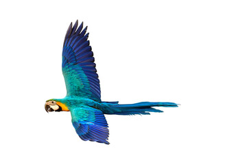 Colorful flying parrot isolated on transparent background png file