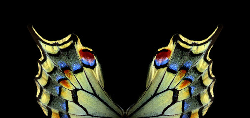 bright colorful swallowtail butterfly wings isolated on black. tropical butterfly wings pattern