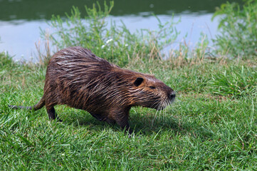 Coypu. Nutria on the riverside. Nutria on green grass
