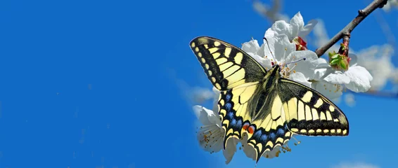 Zelfklevend Fotobehang colorful swallowtail butterfly on sakura blossom against blue sky. copy space © Oleksii