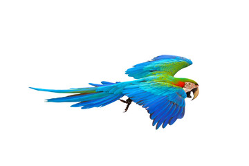 Obraz premium Colorful Harlequin macaw flying isolated on transparent background png file