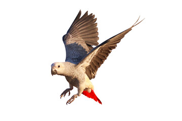 African gray parrot flying isolated on transparent background png file