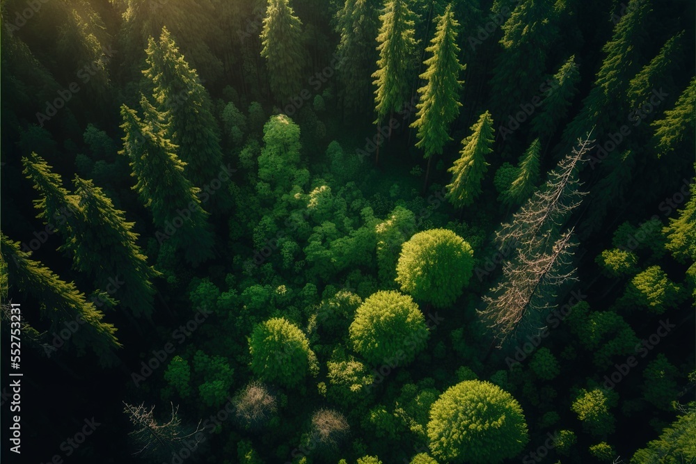 Poster a forest with lots of trees and green plants in the middle of it. generative ai