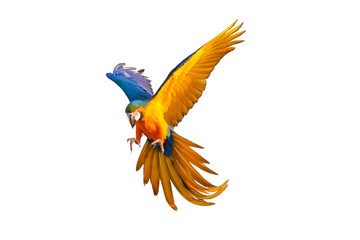 Colorful flying parrot isolated on transparent background png file © Passakorn